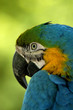 bird - blue & yellow macaw (ara ararauna) bird - blue & yellow macaw (ara ararauna)