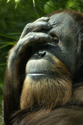 animal - orangutan (pongo pygmaeus)