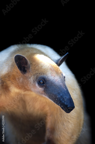 animal - southern tamandua (tamandua tetradactyla) animal - southern tamandua (tamandua tetradactyla)