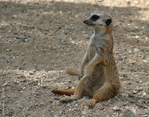 Foto : observant meerkat observant meerkat