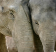 zoo