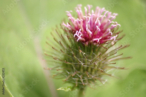 distel