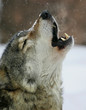 song of the wolf