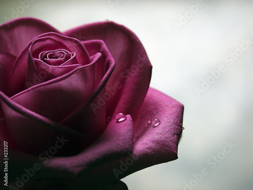 Sad Rose Stock Photo And Royalty Free Images On Pic 233217