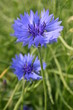 kornblumen kornblumen