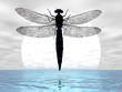 dragonfly moon