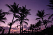 coconut tree at sunrise coconut tree at sunrise