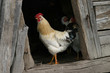 rooster cottage