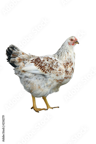 white chicken 2