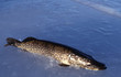 pike pike