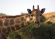 giraffe