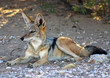 black-backed jackal