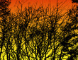 sunset through the trees