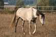 cheval