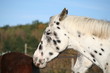 cheval