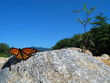 monarch