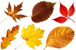allsorts of autumn leaves on a white background 2