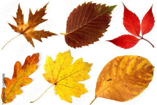 Allsorts Of Autumn Leaves On A White Background 2