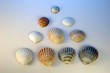 coquillage 1
