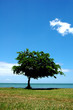 solitude (baie du cap, ile maurice) solitude (baie du cap, ile maurice)