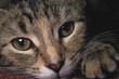 cat closeup