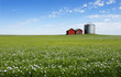 blue field