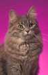 cat portrait
