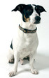 portrait de jack russel