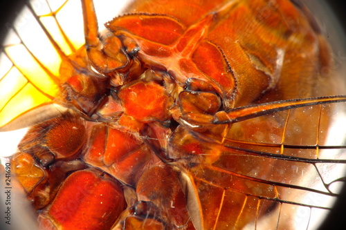 Dragonfly+wings+close+up