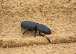 beetle in sand