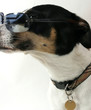 chien et lunettes