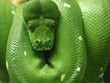 green snake