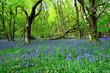 the ancient bluebell forest