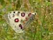 butterfly.