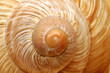 closeup snail's shell