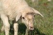 Foto: lamb lamb