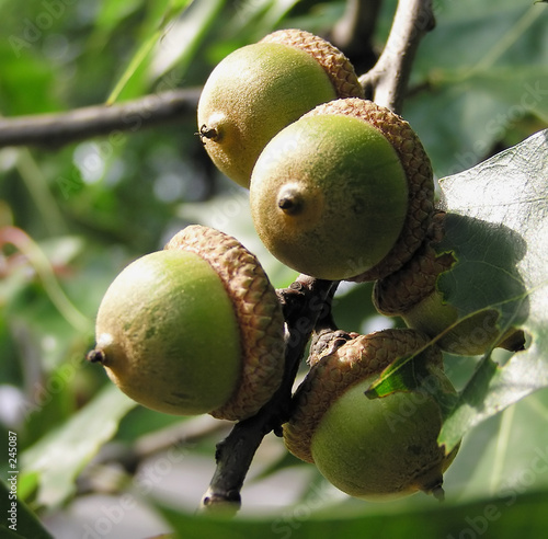 Photo: oak oak