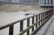 seebrücke auf rügen
