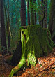 giant redwood tree moss covered stomp