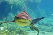 approaching shark