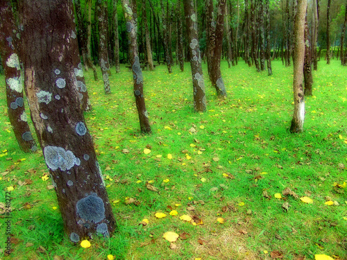 forest