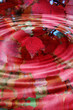 red autumn leaves splash