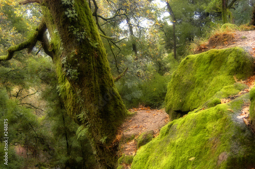 forest