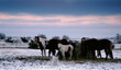 winter - frozen field