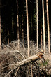 trees and forest trees and forest