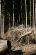 trees and forest trees and forest