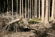 trees and forest trees and forest