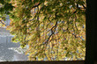 trees and forest trees and forest