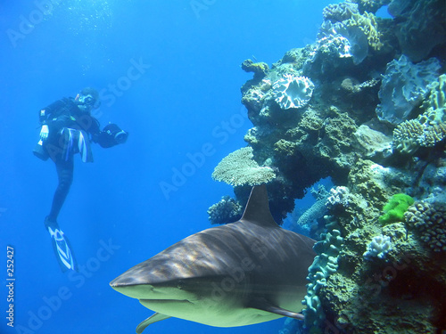 diver with shark diver with shark