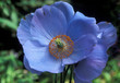 poppy poppy